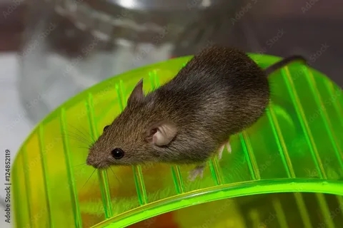 What Do Mice Eat, and How Can You Secure Your Food