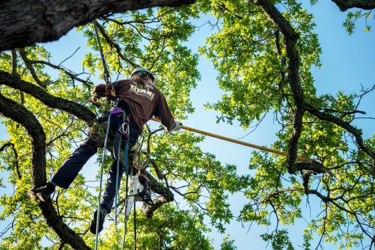 Why Choose Affordable Tree Service Houston? Quality Meets Affordability