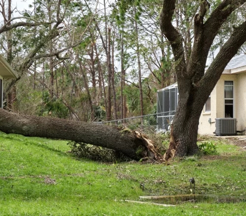 Affordable Tree Service Houston: Keeping Your Property Beautiful and Safe