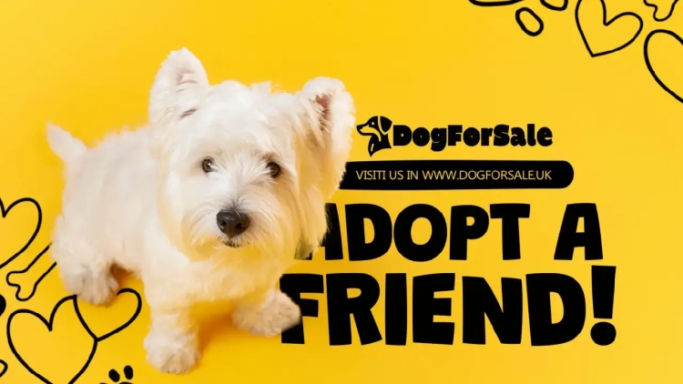Dog For Sale: Your One-Stop Destination for Premium Dog Breeds – Easter Sale Now Live!
